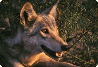 Indian Wolf (Canis indica) - Wiki; Image ONLY