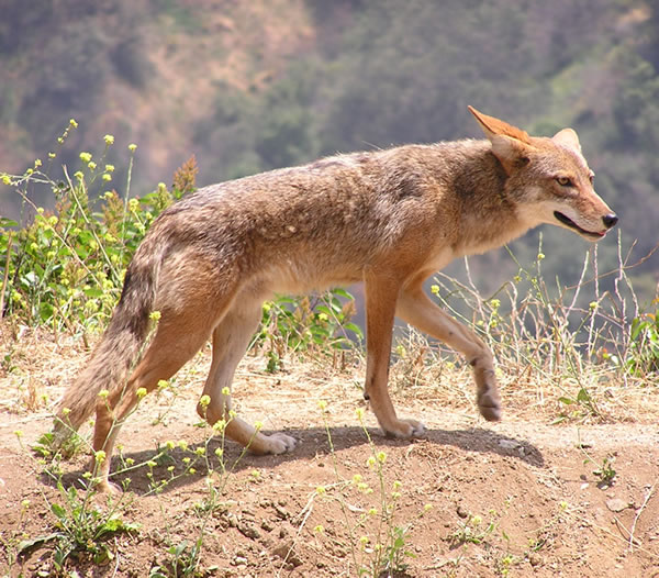 Coyote (Canis latrans) - Wiki; Image ONLY