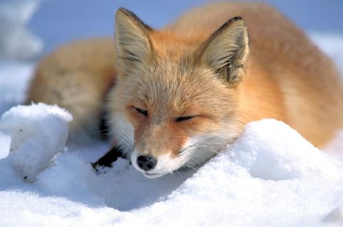Red Fox (Vulpes vulpes) - Wiki; Image ONLY