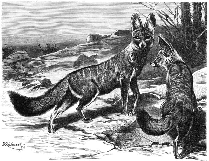 Cape Fox (Vulpes chama) - Wiki; DISPLAY FULL IMAGE.