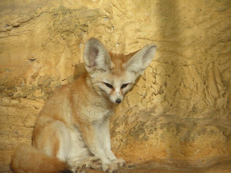 Fennec Fox (Vulpes zerda) - Wiki; DISPLAY FULL IMAGE.