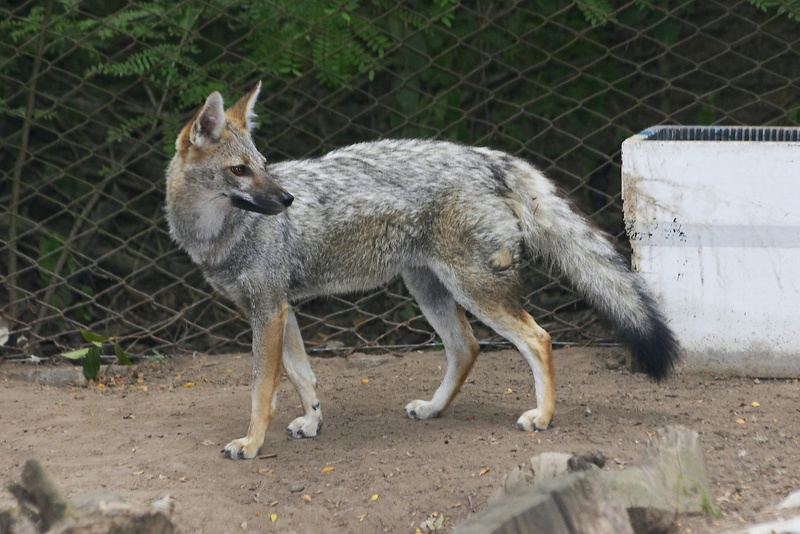 Gray Fox (Urocyon cinereoargenteus) - Wiki; DISPLAY FULL IMAGE.