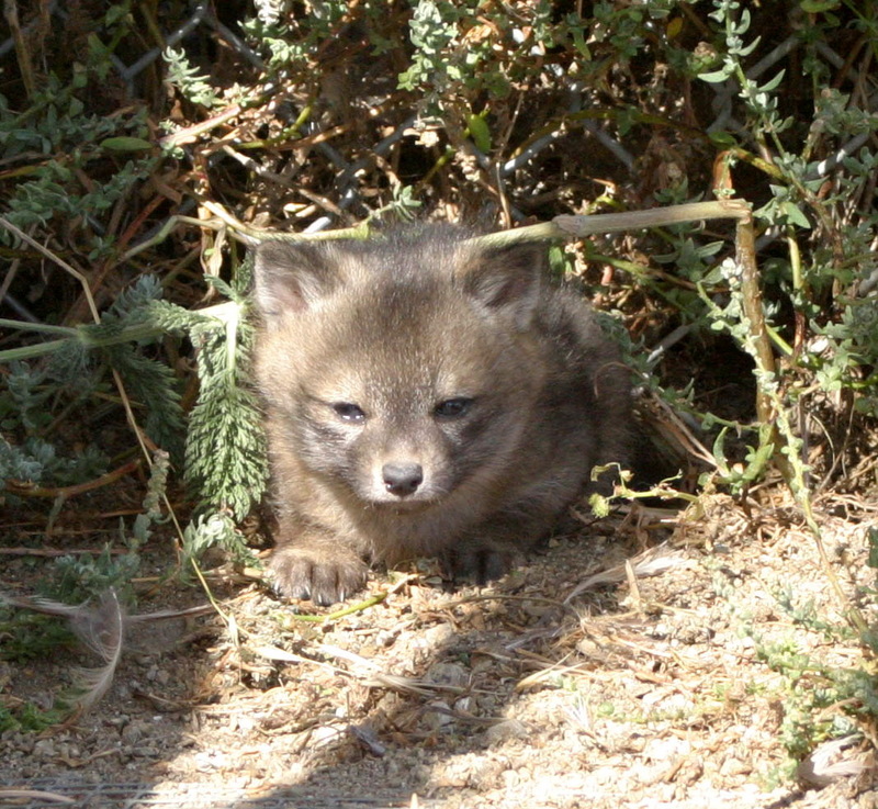 Island Fox (Urocyon littoralis) cub; DISPLAY FULL IMAGE.