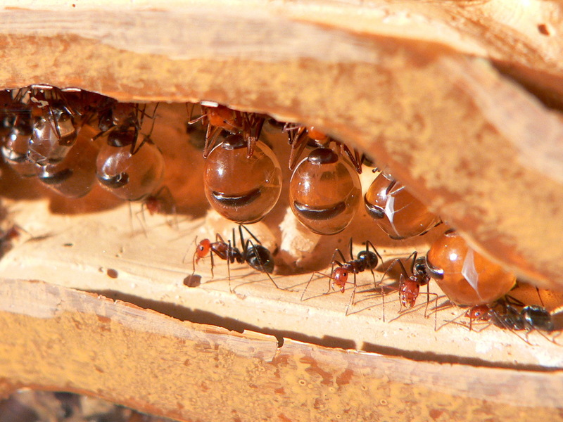 Honeypot Ant - Wiki {!--꿀단지개미-->; DISPLAY FULL IMAGE.