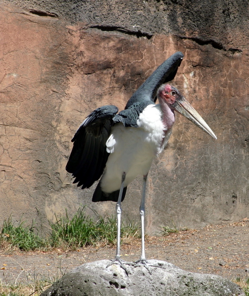 Marabou Stork (Leptoptilos crumeniferus) - Wiki; DISPLAY FULL IMAGE.