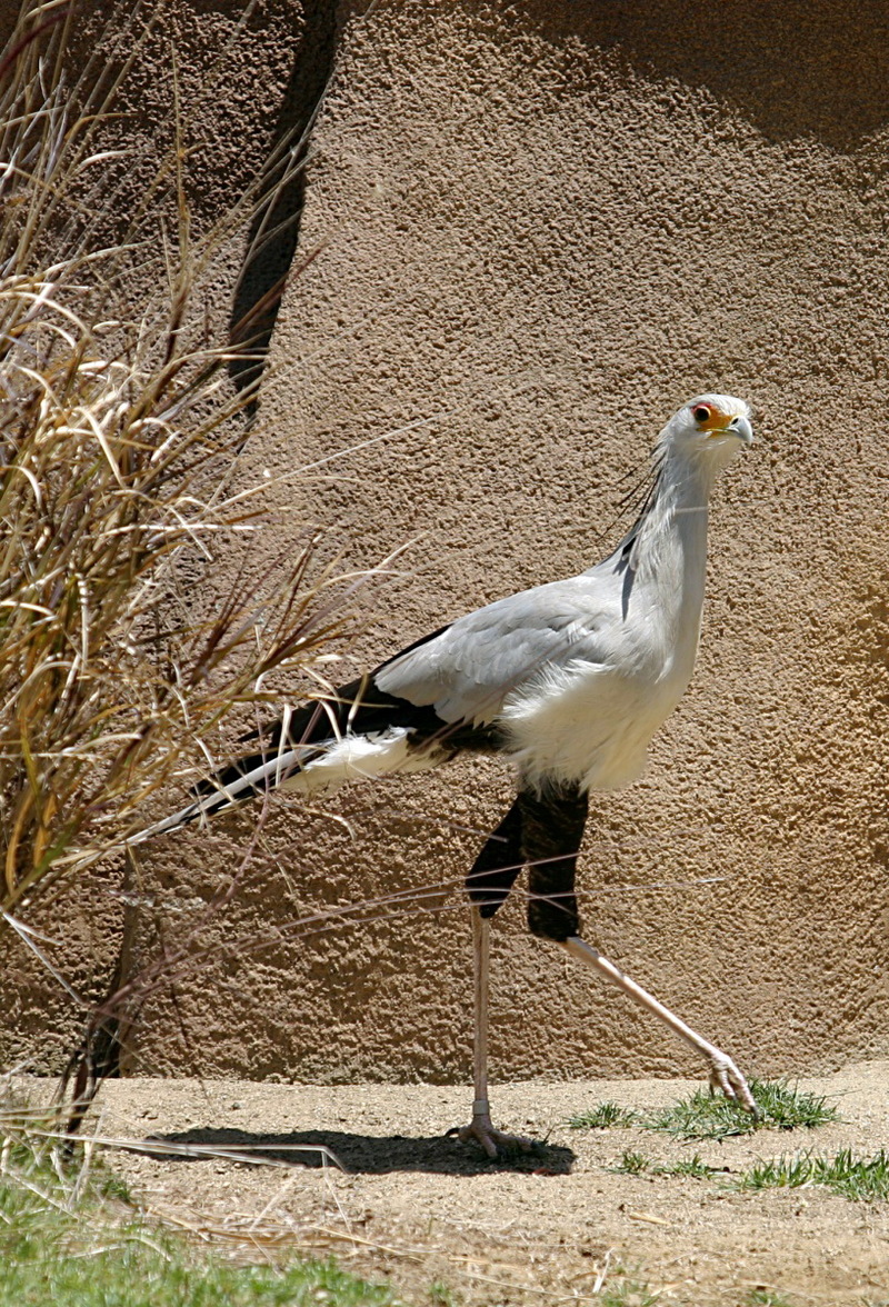 Secretary Bird (Sagittarius serpentarius) at the San Diego Zoo; DISPLAY FULL IMAGE.
