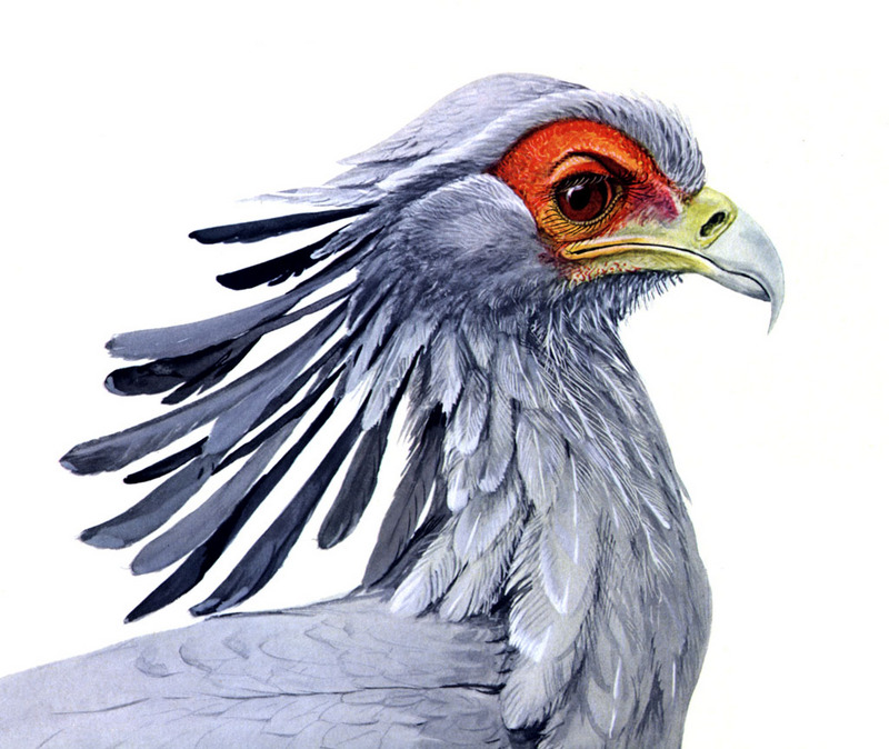 Secretary Bird (Sagittarius serpentarius) illust; DISPLAY FULL IMAGE.