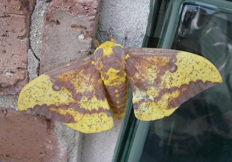 Imperial Moth (Eacles imperialis) - Wiki; DISPLAY FULL IMAGE.