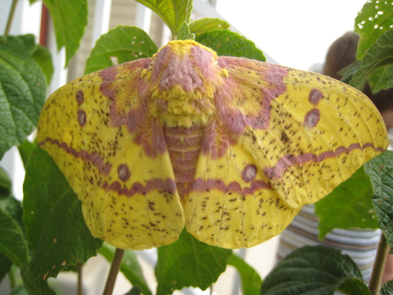 Imperial Moth (Eacles imperialis); DISPLAY FULL IMAGE.