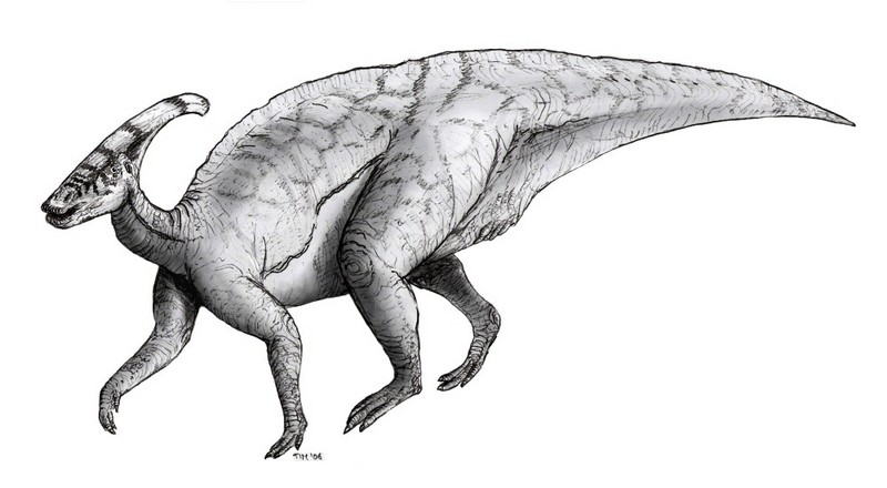 Parasaurolophus - Wiki; DISPLAY FULL IMAGE.