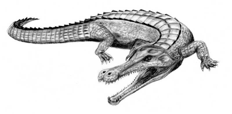 SuperCroc (Family: Pholidosauridae, Genus: Sarcosuchus) - Wiki; DISPLAY FULL IMAGE.