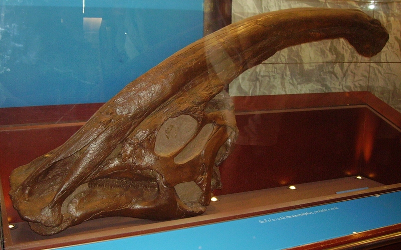 Parasaurolophus skull fossil; DISPLAY FULL IMAGE.