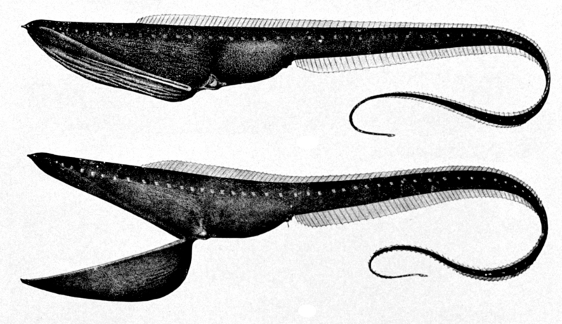 Pelican Eel (Eurypharynx pelecanoides) - Wiki; DISPLAY FULL IMAGE.