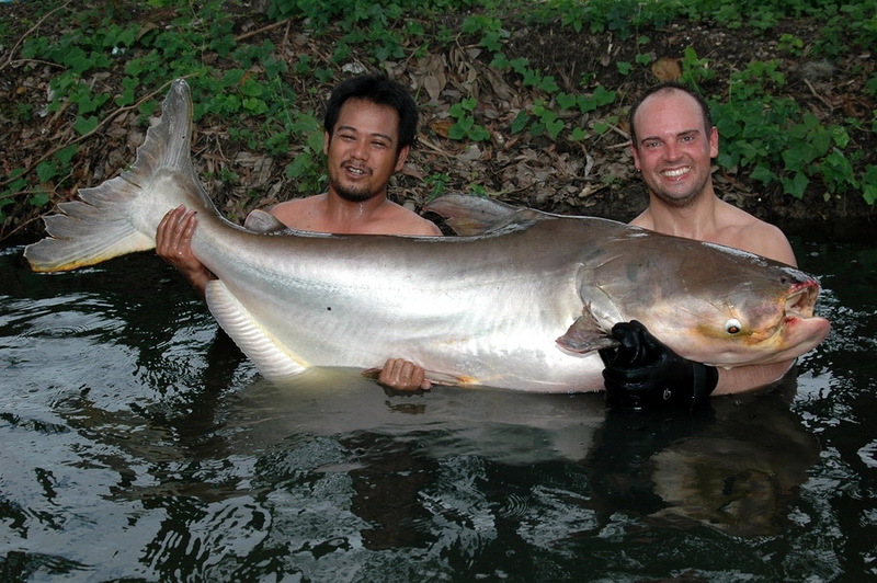 Mekong Giant Catfish (Pangasianodon gigas) - Wiki; DISPLAY FULL IMAGE.