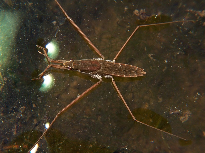 Water Strider (Family: Gerridae) - Wiki; DISPLAY FULL IMAGE.