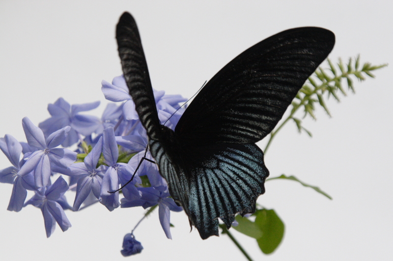 Great Mormon (Papilio memnon) - Wiki; DISPLAY FULL IMAGE.