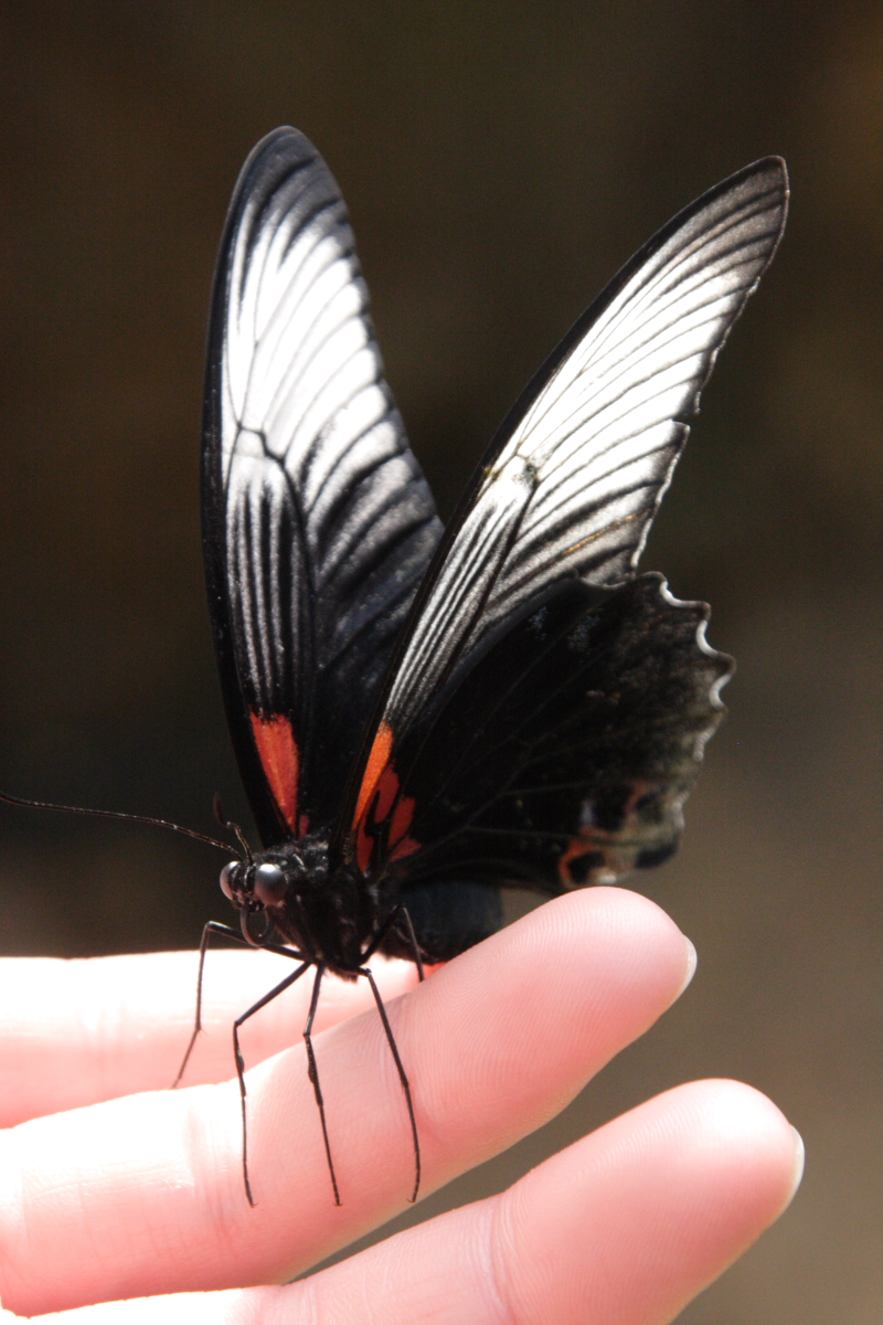 Great Mormon (Papilio memnon) female; DISPLAY FULL IMAGE.