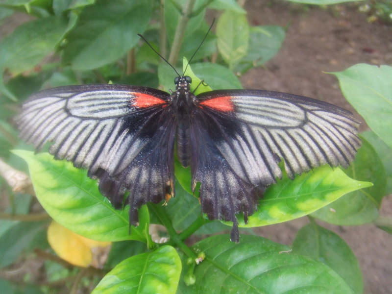 Great Mormon (Papilio memnon agenor); DISPLAY FULL IMAGE.