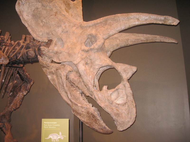 Pentaceratops - skull fossil; DISPLAY FULL IMAGE.