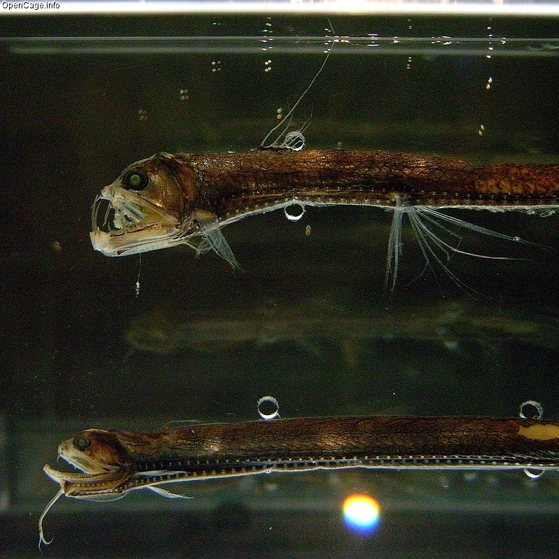 Sloane's Viperfish (Chauliodus sloani) - Wiki; DISPLAY FULL IMAGE.