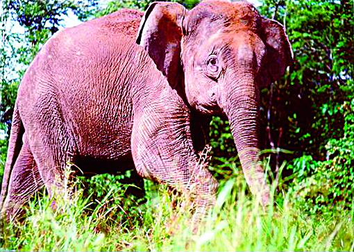 Pygmy Elephant (Family: Elephantidae) - Wiki; Image ONLY