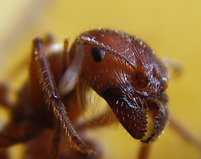 Red Harvester Ant (Pogonomyrmex barbatus) - Wiki; Image ONLY
