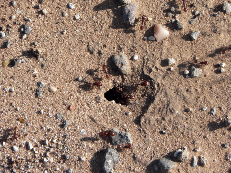 Red Harvester Ants (Pogonomyrmex barbatus) at nest entry; DISPLAY FULL IMAGE.