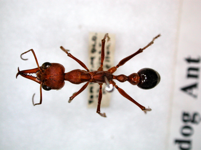 Bulldog Ant (Myrmecia brevinoda); DISPLAY FULL IMAGE.