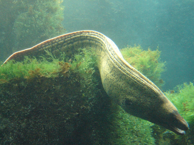 Mediterranean Moray Eel (Muraena helena) {!--지중해곰치-->; DISPLAY FULL IMAGE.