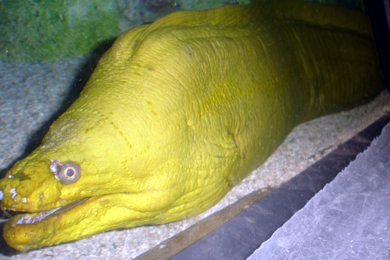 Green Moray Eel (Gymnothorax funebris) - Wiki; DISPLAY FULL IMAGE.
