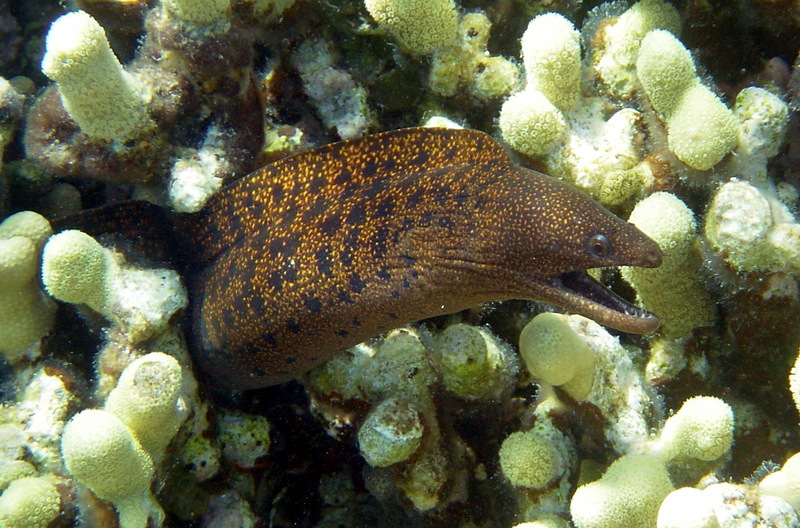 Abbott's Moray Eel (Gymnothorax eurostus) - Wiki; DISPLAY FULL IMAGE.