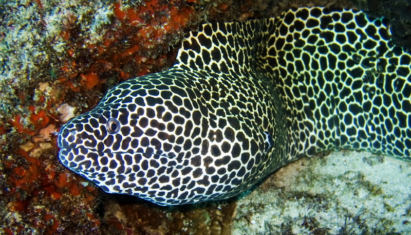 Laced Moray Eel (Gymnothorax favagineus) - Wiki; DISPLAY FULL IMAGE.