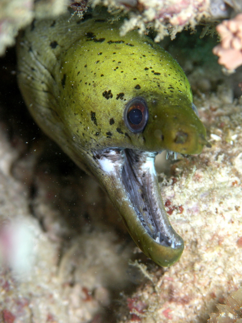 Fimbriated Moray Eel (Gymnothorax fimbriatus) - Wiki; DISPLAY FULL IMAGE.