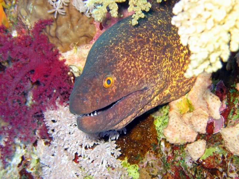Yellow-edged Moray Eel (Gymnothorax flavimarginatus) - Wiki; DISPLAY FULL IMAGE.