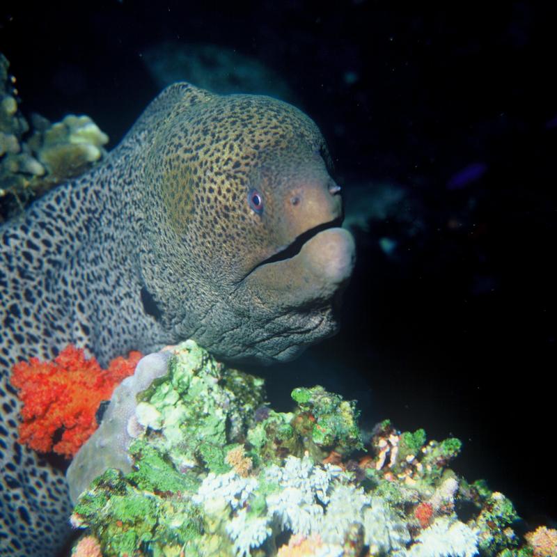 Giant Moray Eel (Gymnothorax javanicus) - Wiki; DISPLAY FULL IMAGE.