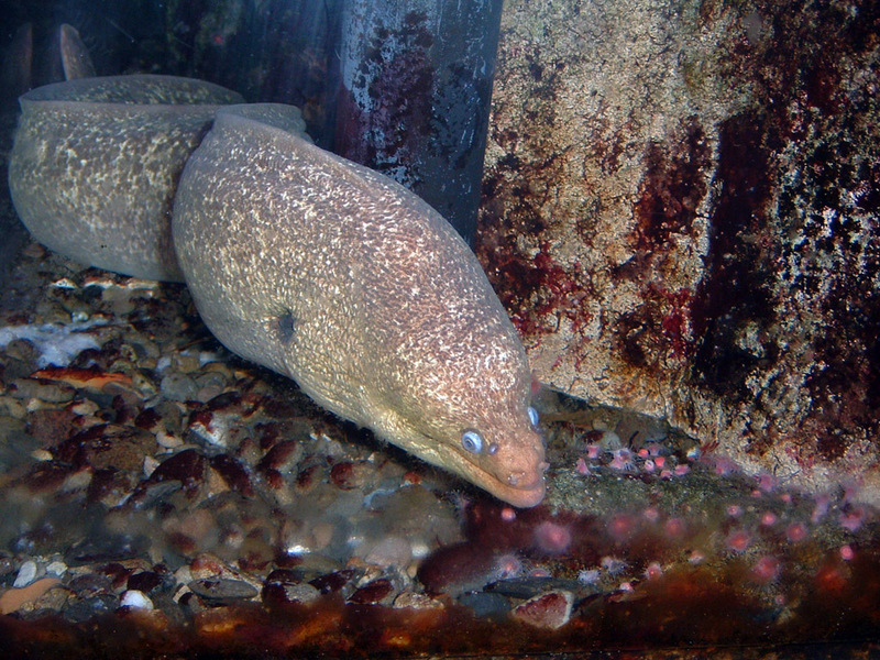 California Moray Eel (Gymnothorax mordax); DISPLAY FULL IMAGE.