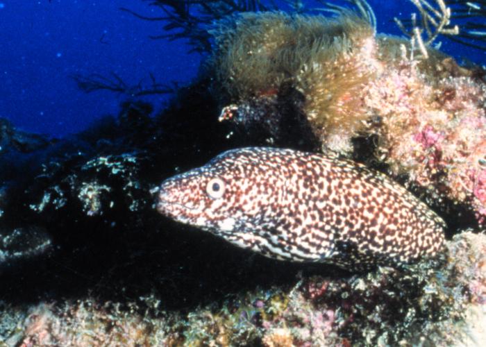 Spotted Moray Eel (Gymnothorax moringa) - Wiki; Image ONLY