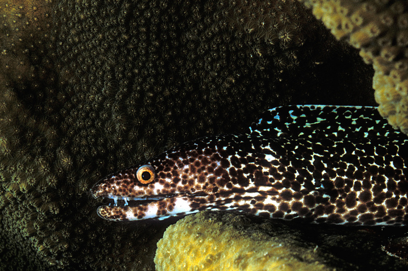 Spotted Moray Eel (Gymnothorax moringa); DISPLAY FULL IMAGE.