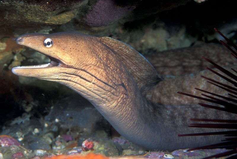 Grey Moray Eel (Gymnothorax nubilus) - Wiki; DISPLAY FULL IMAGE.