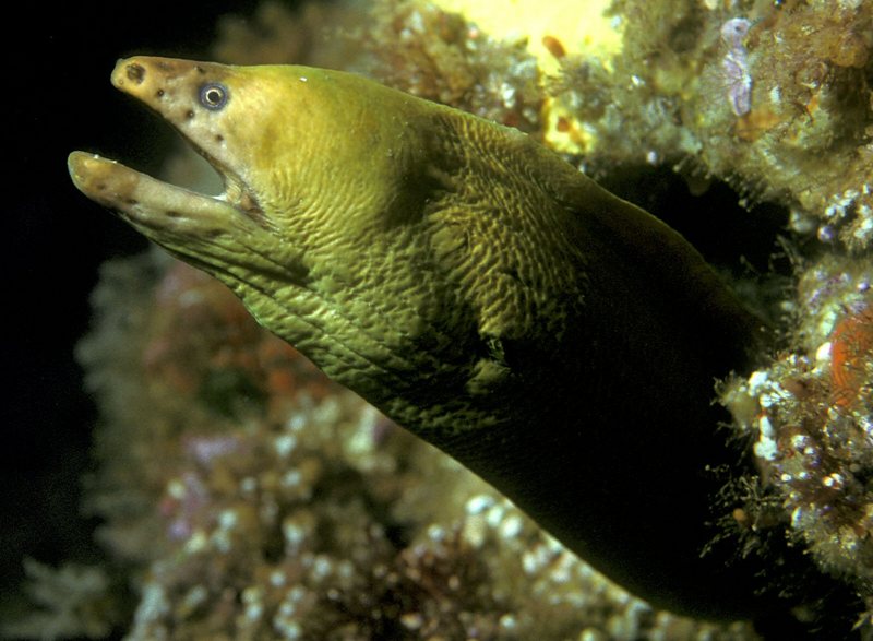 Yellow Moray Eel (Gymnothorax prasinus) - Wiki; DISPLAY FULL IMAGE.