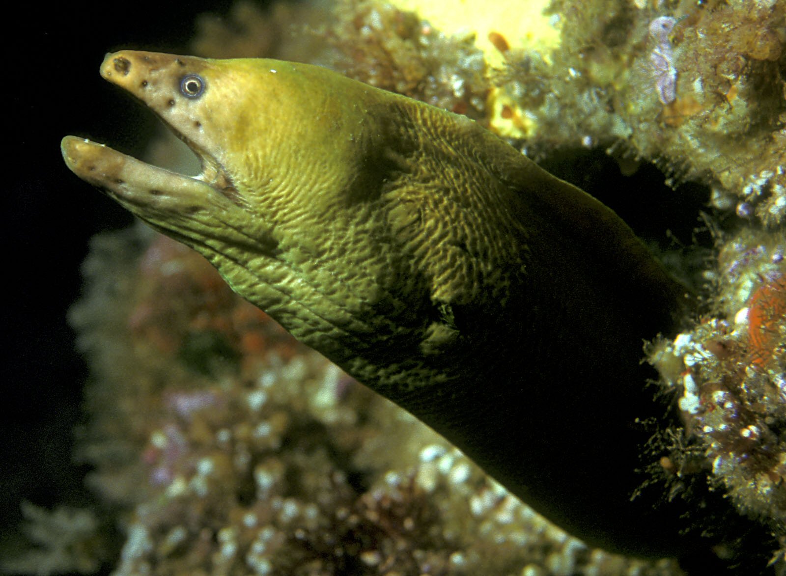 Yellow Moray Eel (Gymnothorax prasinus) - Wiki; Image ONLY