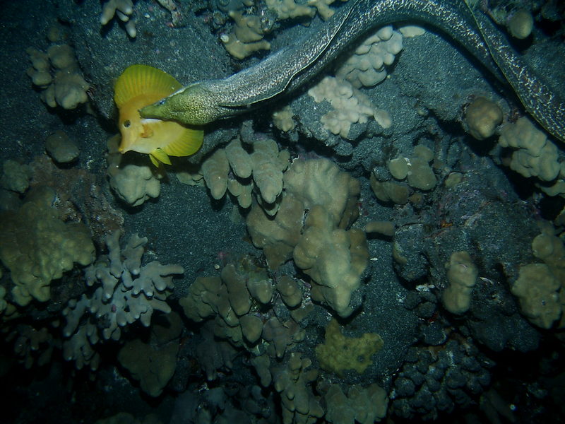 Undulated Moray Eel (Gymnothorax undulatus) hunting yellow tang; DISPLAY FULL IMAGE.