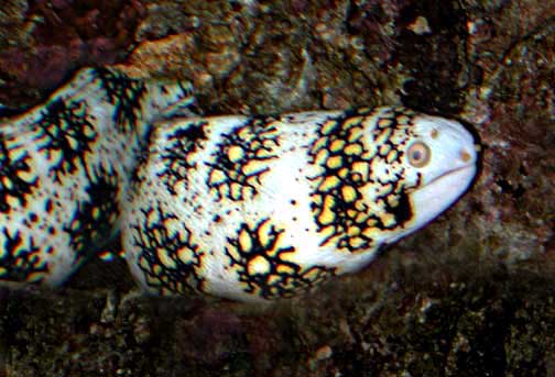 Snowflake Moray Eel (Echidna nebulosa) - Wiki; Image ONLY