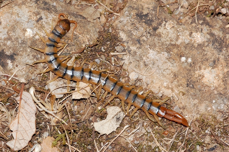 Megarian Banded Centipede (Scolopendra cingulata); DISPLAY FULL IMAGE.
