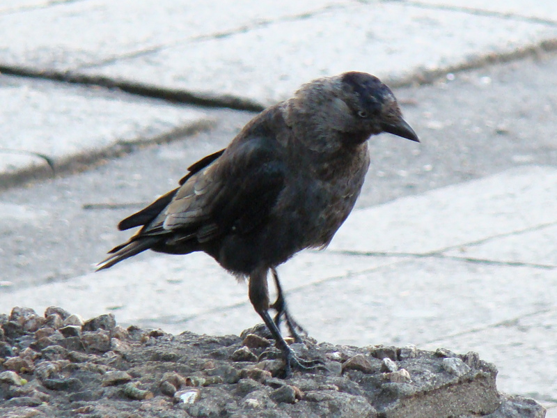 Rook (Corvus frugilegus) young juvenile {!--떼까마귀 유조-->; DISPLAY FULL IMAGE.