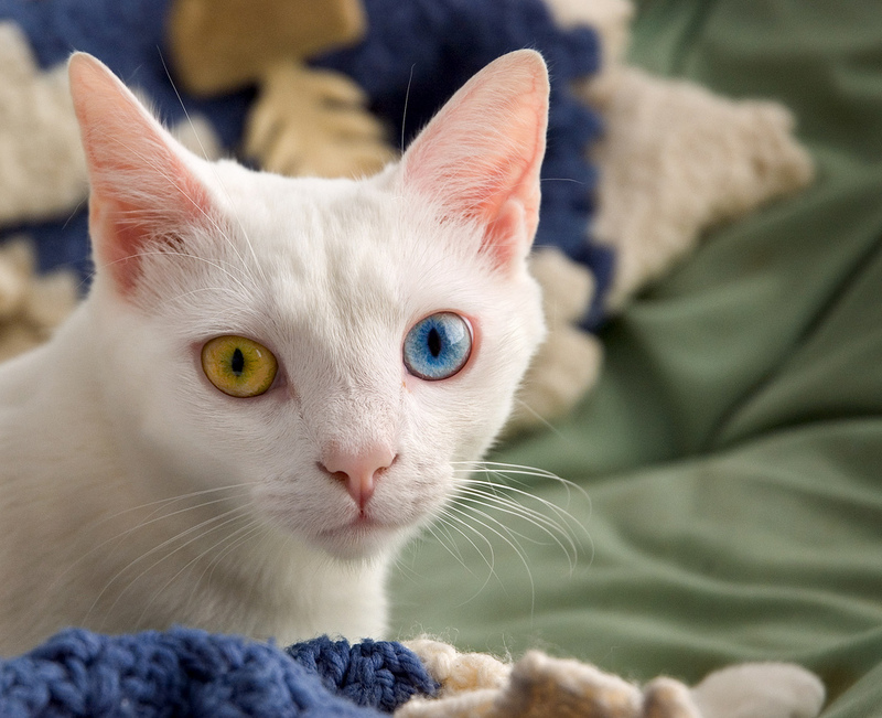 Odd-eyed Cat; DISPLAY FULL IMAGE.
