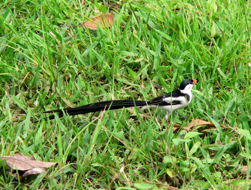 Pin-tailed Whydah (Vidua macroura) - Wiki; DISPLAY FULL IMAGE.
