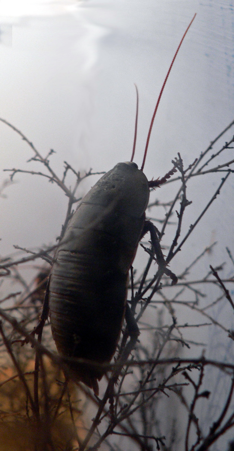 Giant Burrowing Cockroach (Macropanesthia rhinoceros) - Wiki; DISPLAY FULL IMAGE.
