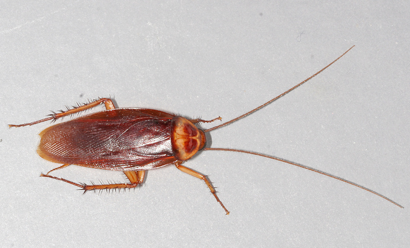 American Cockroach (Periplaneta americana) - Wiki; DISPLAY FULL IMAGE.
