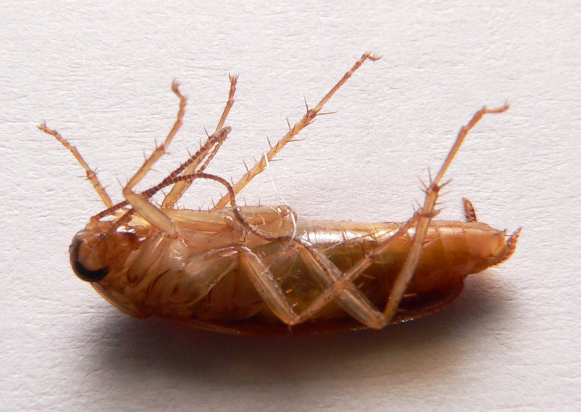German Cockroach (Blattella germanica) - Wiki; Image ONLY
